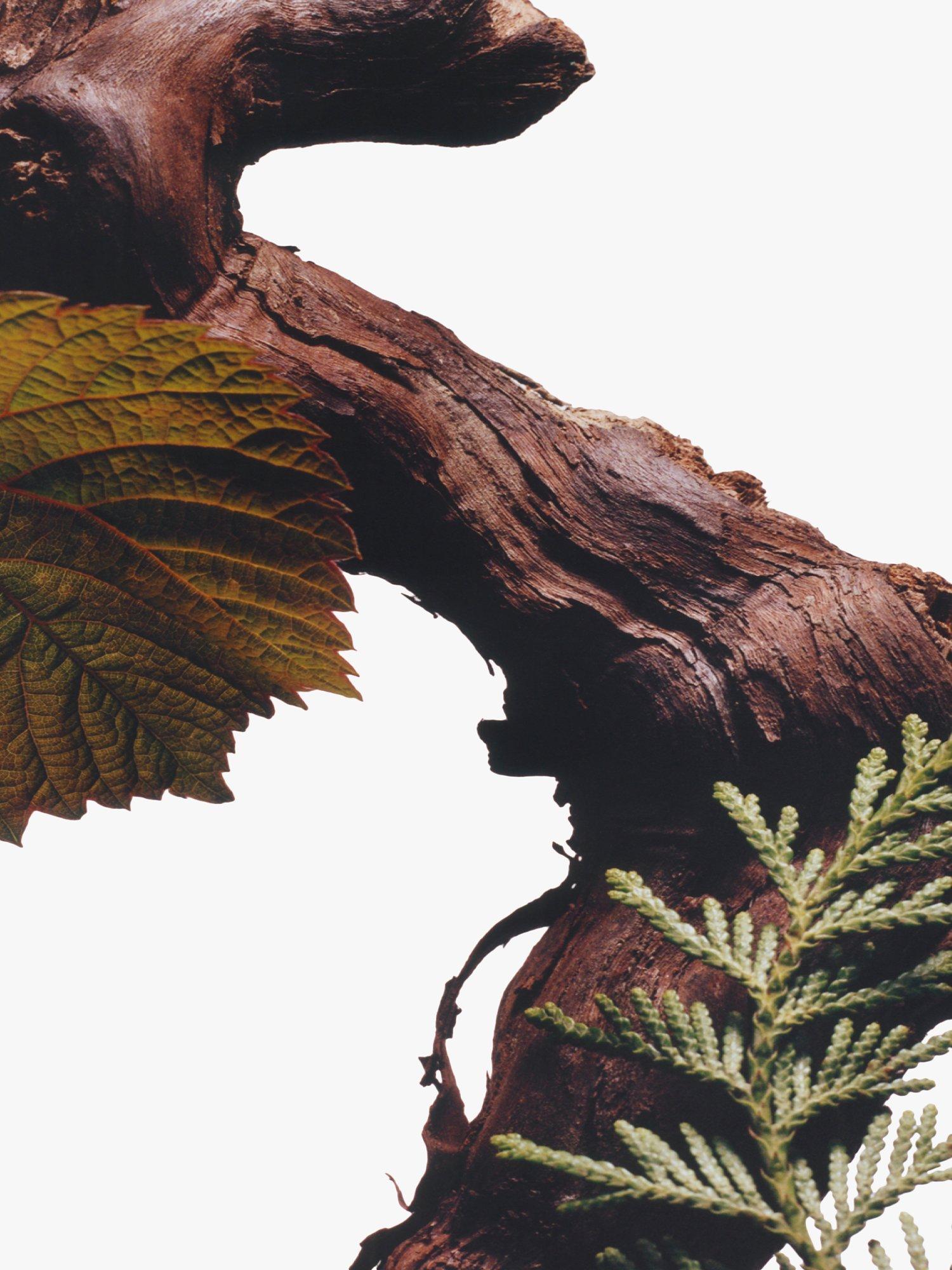 Product image 5 of 6, which shows Jo Malone London Cypress & Grapevine Cologne Intense, 100ml