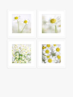 John Lewis Print Punk Studio 'Summer Daisies' Framed Print & Mount, Set of 4, 42 x 42cm, White/Yellow, White/Yellow