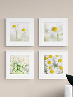 John Lewis Print Punk Studio 'Summer Daisies' Framed Print & Mount, Set of 4, 42 x 42cm, White/Yellow - view 2, White/Yellow