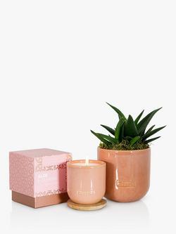 The Little Botanical Pink Cashmere Candle Gift Set, Pink