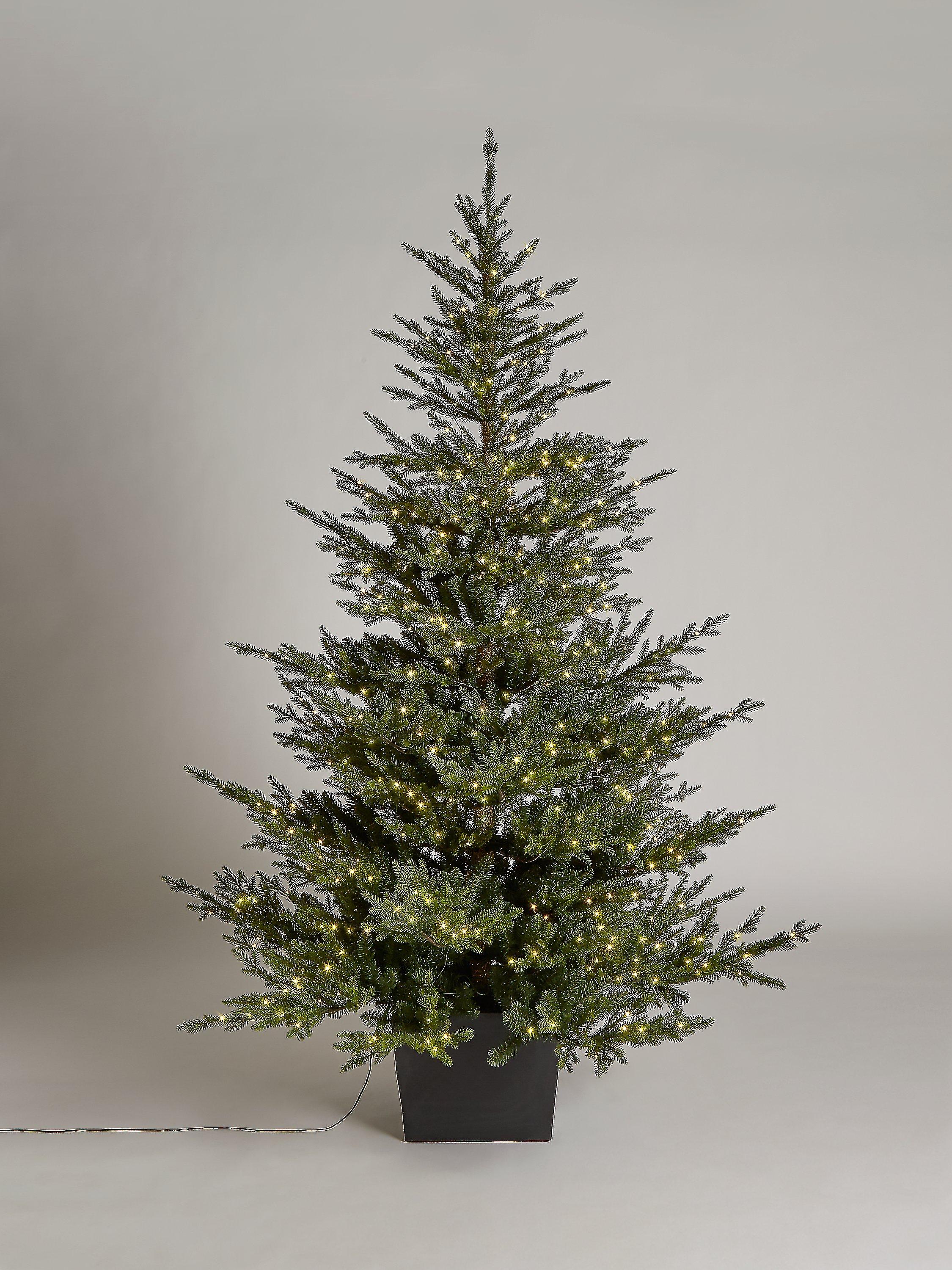 John Lewis Cotswold Potted Pre-lit Christmas Tree, 7ft