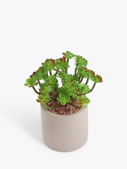 John Lewis Artificial Succulent & Concrete Pot, Multi