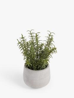 John Lewis Artificial Rosemary Plant & Concrete Pot, Grey/Green