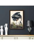 John Lewis John James Audubon Blue Heron Framed Print, 77 x 57cm, Grey/Multi