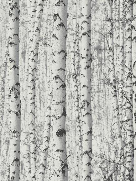 Galerie Birch Tree Motif Wallpaper, BW51006, White Bw51006