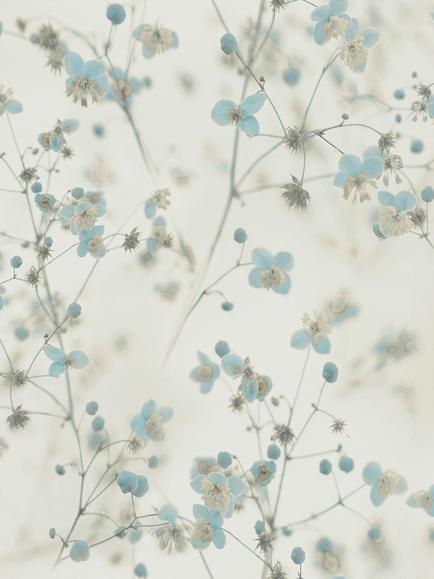 Galerie Delicate Buttercup Motif Wallpaper, Blue Bw51038