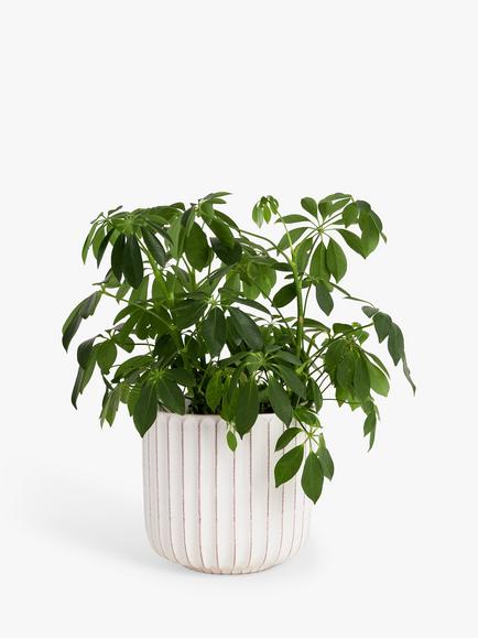 John Lewis Country Ribbed Earthenware Indoor Planter, 23cm, White - view 2, White