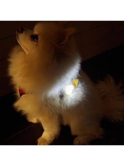Kikkerland Kobe Dog Light Up Name Tag - view 2, Multi