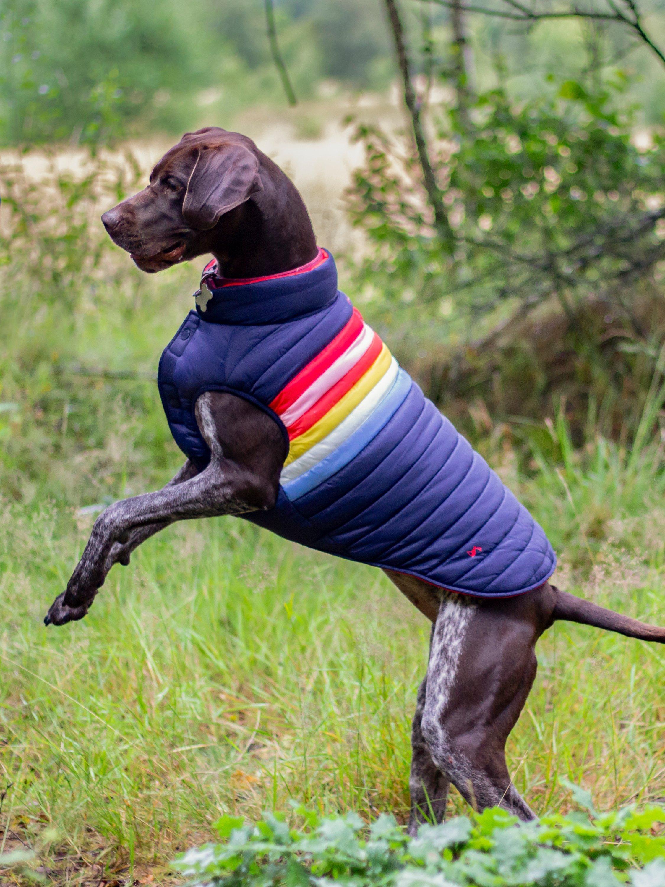 Joules Snug Rainbow Stripe Dog Coat, Multi