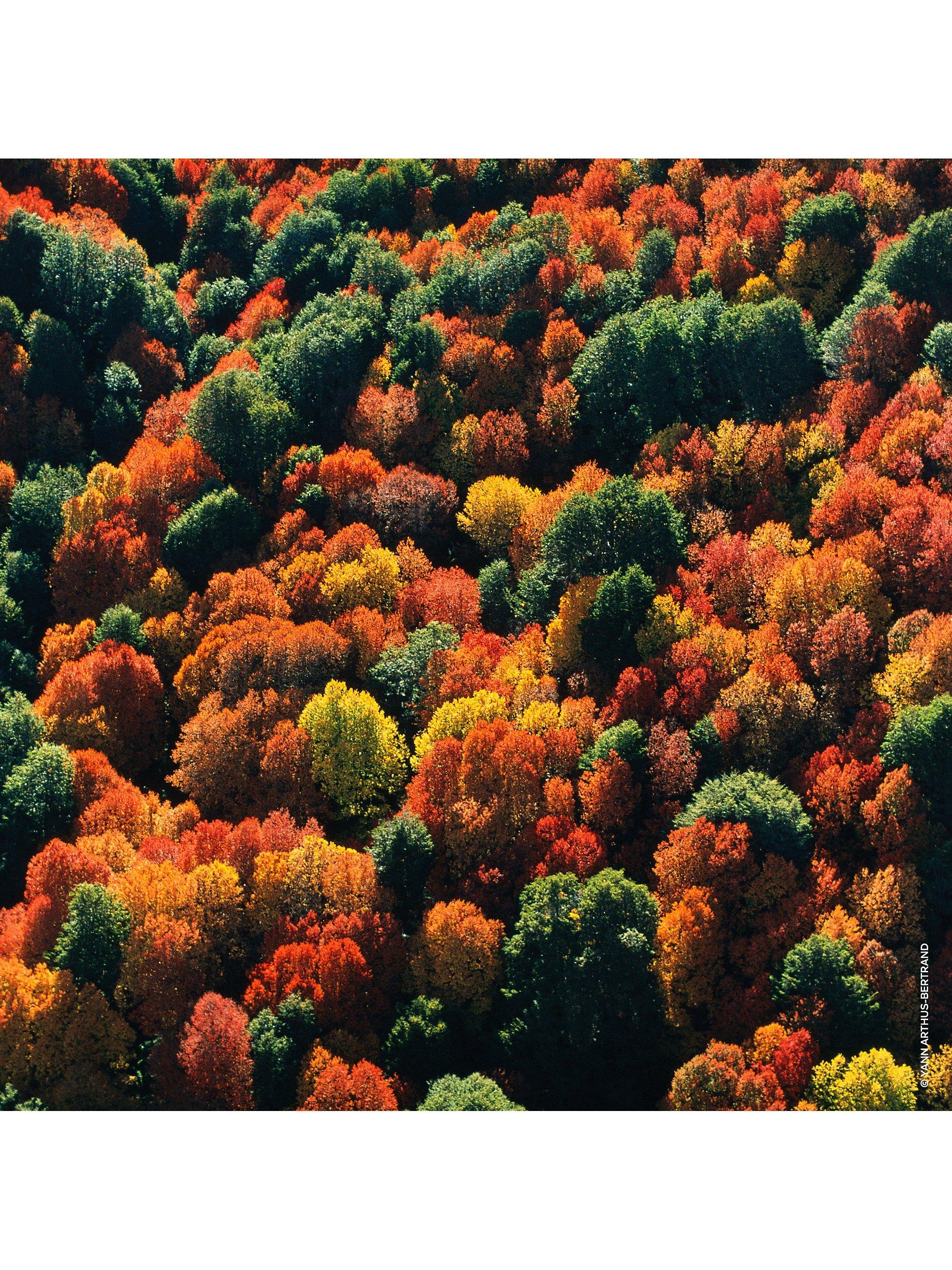 Product image 7 of 9, which shows Guerlain Aqua Allegoria Forte Oud Yuzu Eau de Parfum, 125ml