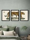 EAST END PRINTS Natural History Museum 'Jaguar' Framed Print, Set of 3