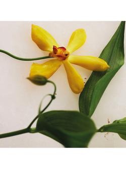 Chloé Atelier des Fleurs Vanilla Planifolia Eau de Parfum - view 2, 