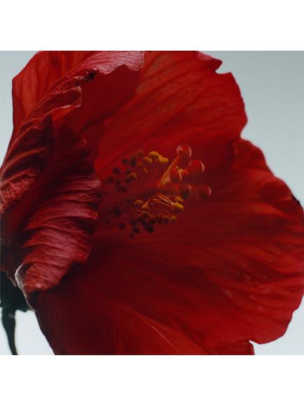 Jo Malone London Red Hibiscus Cologne Intense - view 2, 