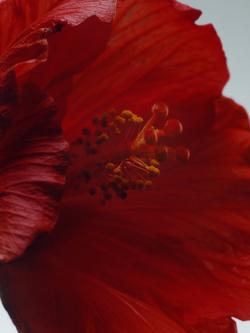 Jo Malone London Red Hibiscus Cologne Intense - view 2, 