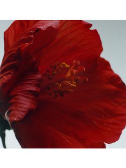 Jo Malone London Red Hibiscus Cologne Intense - view 2, 