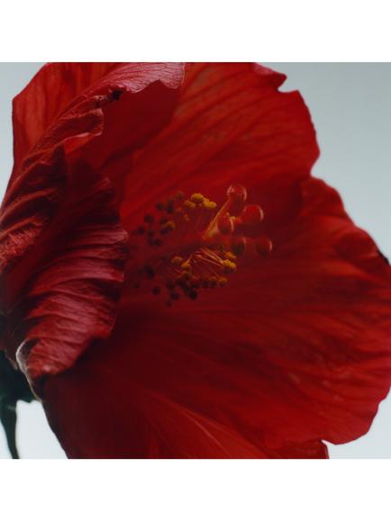 Jo Malone London Red Hibiscus Cologne Intense - view 2, 