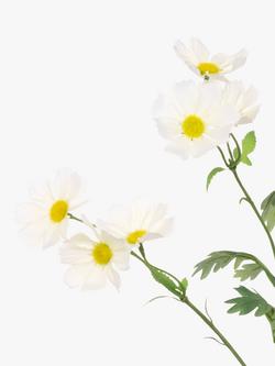 Floralsilk Artificial Wild Cosmos Spray, White - view 2, White