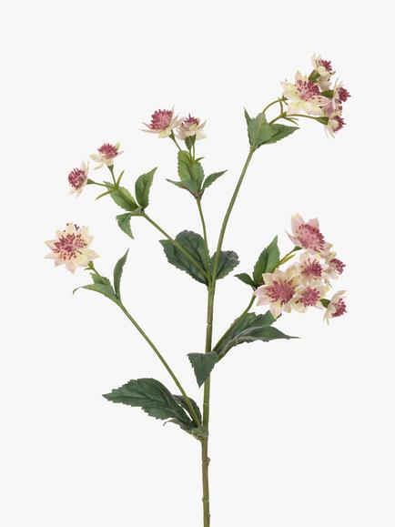 Floralsilk Artificial Astrantia Spray, Pink/Green, Pink/Green