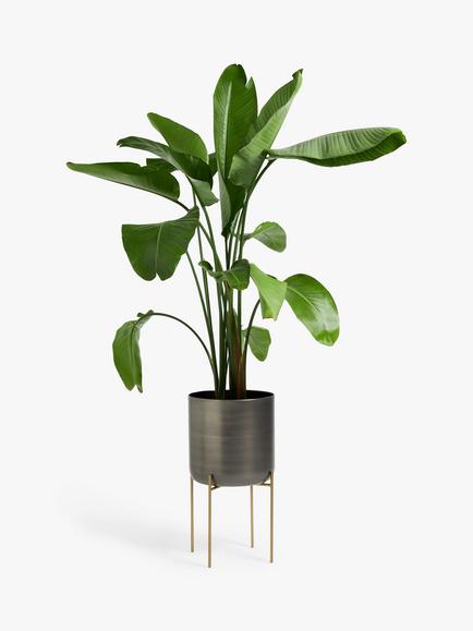 John Lewis Large Indoor Iron Planter & Stand, Grey/Brass - view 2, Grey/Brass