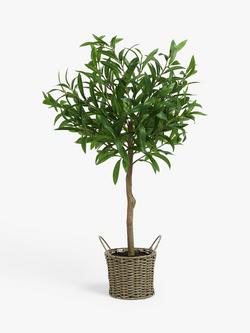 John Lewis Artificial Olive Tree in Wicker Basket, Natural/Green, Natural/Green