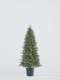 Christmas Trees | John Lewis & Partners