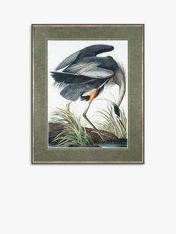 John Lewis John James Audubon 'Blue Heron' Framed Print & Mount, 101 x 81cm, Grey/Multi, Grey/Multi