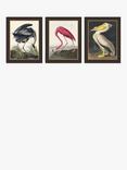 John Lewis John James Audubon Birds Framed Print, Set of 3, 47 x 37cm, Multi