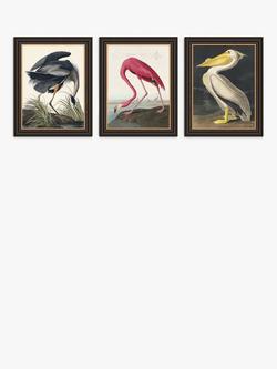 John Lewis John James Audubon Birds Framed Print, Set of 3, 47 x 37cm, Multi, Multi
