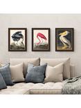 John Lewis John James Audubon Birds Framed Print, Set of 3, 47 x 37cm, Multi