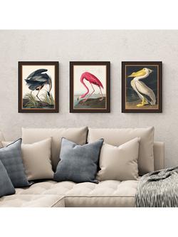 John Lewis John James Audubon Birds Framed Print, Set of 3, 47 x 37cm, Multi - view 2, Multi