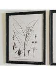 One.World Brookby Botanical Wood Framed Print, Set of 4, 50 x 40cm, Black/White