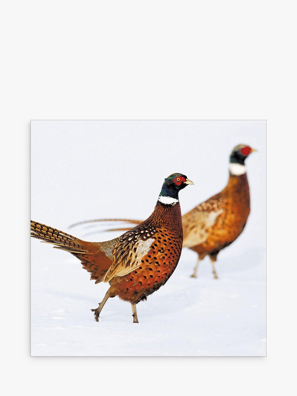 Woodmansterne Two Pheasants in Snow Christmas Card