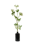Truly Cow Parsley Ammi Single Stem