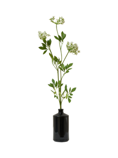 Truly Cow Parsley Ammi Single Stem