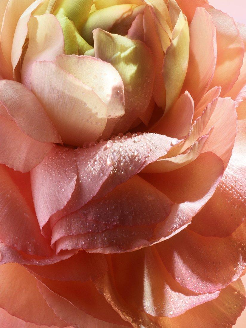 Product image 7 of 10, which shows Lancôme Absolue Les Parfums 1001 Roses Eau de Parfum, 100ml
