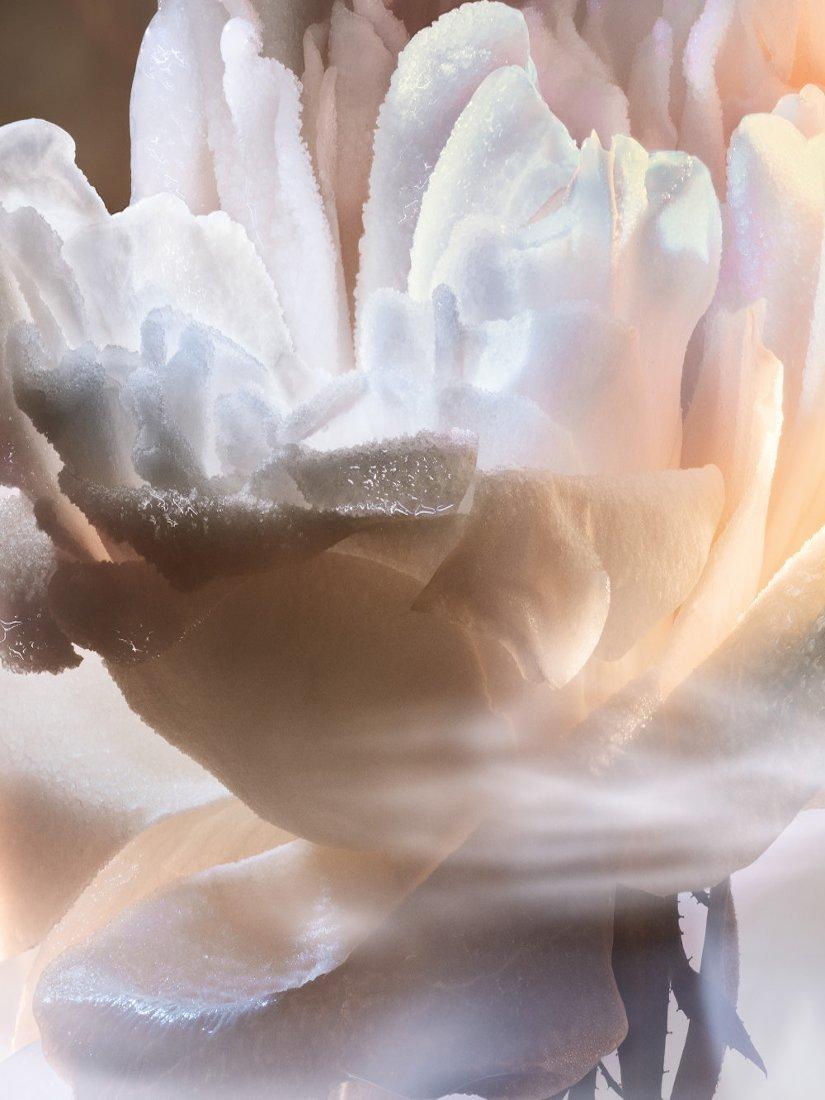 Product image 6 of 8, which shows Lancôme Absolue Les Parfums Not Your Rose Eau de Parfum, 100ml