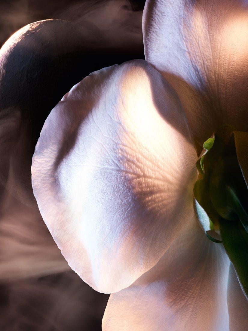 Product image 7 of 9, which shows Lancôme Absolue Les Parfums Rose On The Moon Eau de Parfum, 100ml