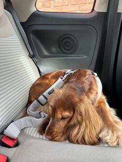 Cocopup Herringbone Seatbelt Dog Lead, Multi - view 2, Multi