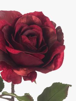 Floralsilk Artificial Luxe Rose Stem, 60cm - view 2, Multi