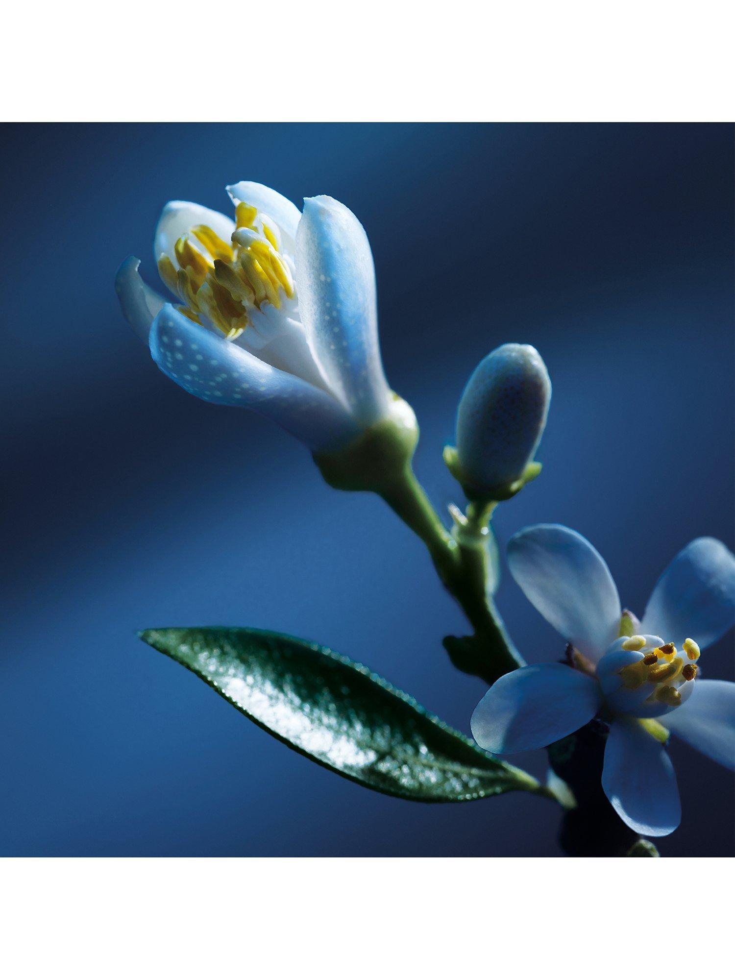 Product image 4 of 8, which shows Chloé Atelier des Fleurs Nuit d'Oranger Eau de Parfum for Women, 150ml