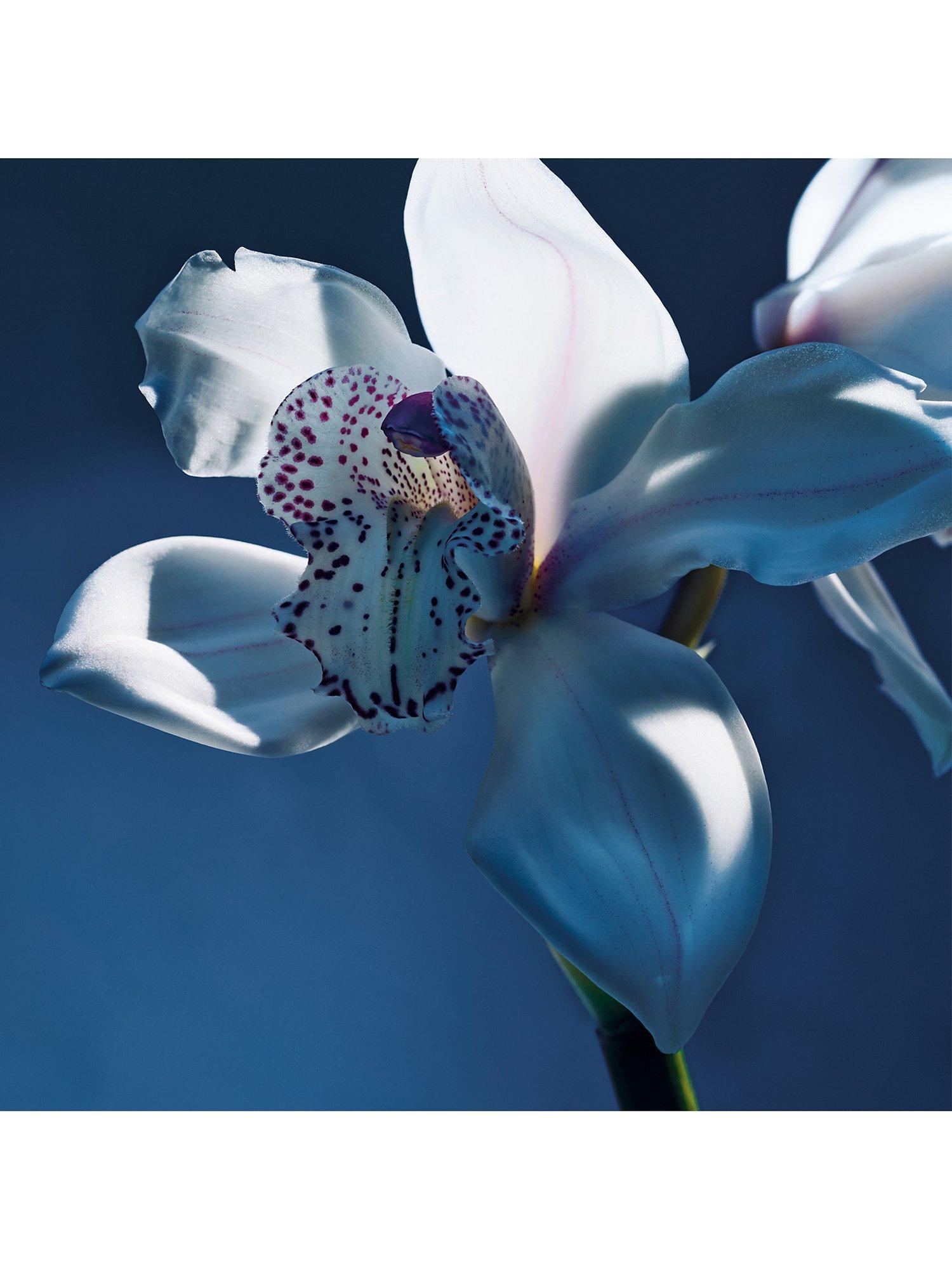 Product image 3 of 7, which shows Chloé Atelier des Fleurs Orchidée de Minuit Eau de Parfum for Women, 150ml