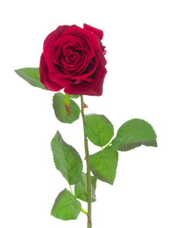 Floralsilk Artificial Large Belle Velvet Rose, 71cm, Red, Red