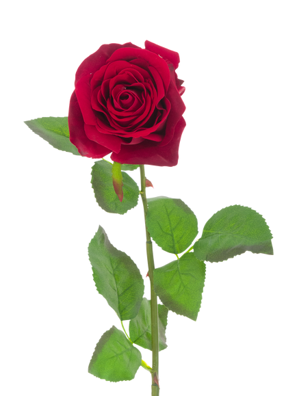 Floralsilk Artificial Large Belle Velvet Rose, 71cm, Red, Red