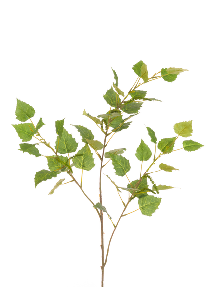 Floralsilk Artificial Birch Leaves Spray, 99cm, Green, Green