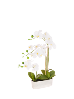 Floralsilk Artificial Orchids in Oval Ceramic Pot, 53cm, White