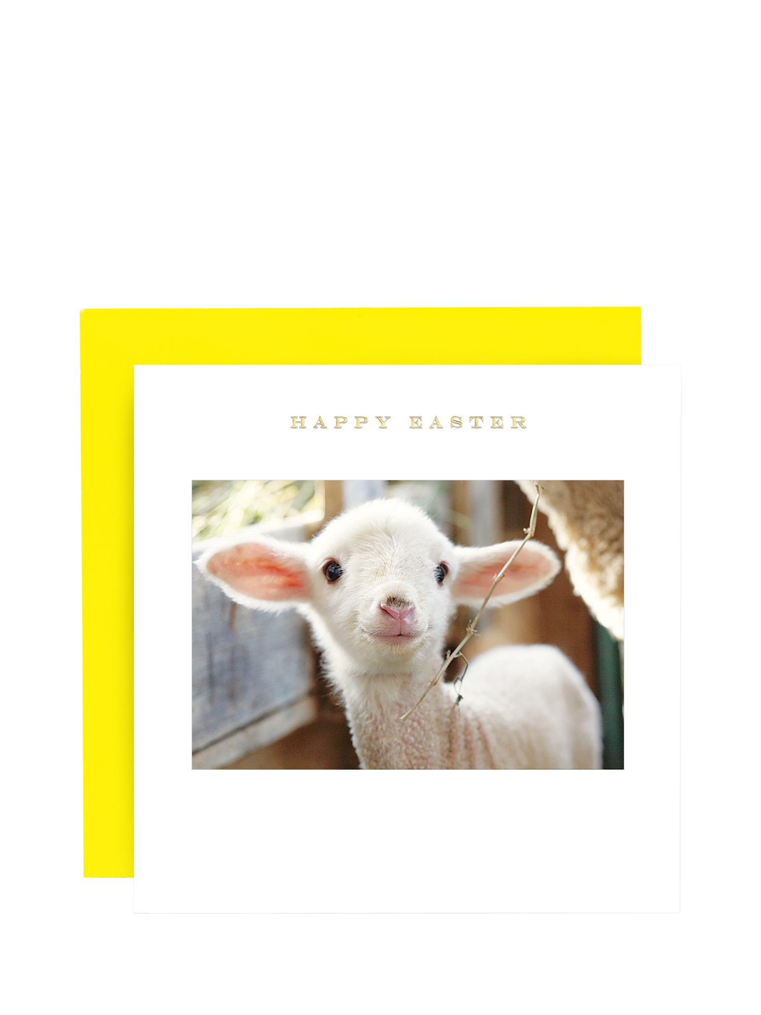 Susan O'Hanlon Lamb Happy Easter Card