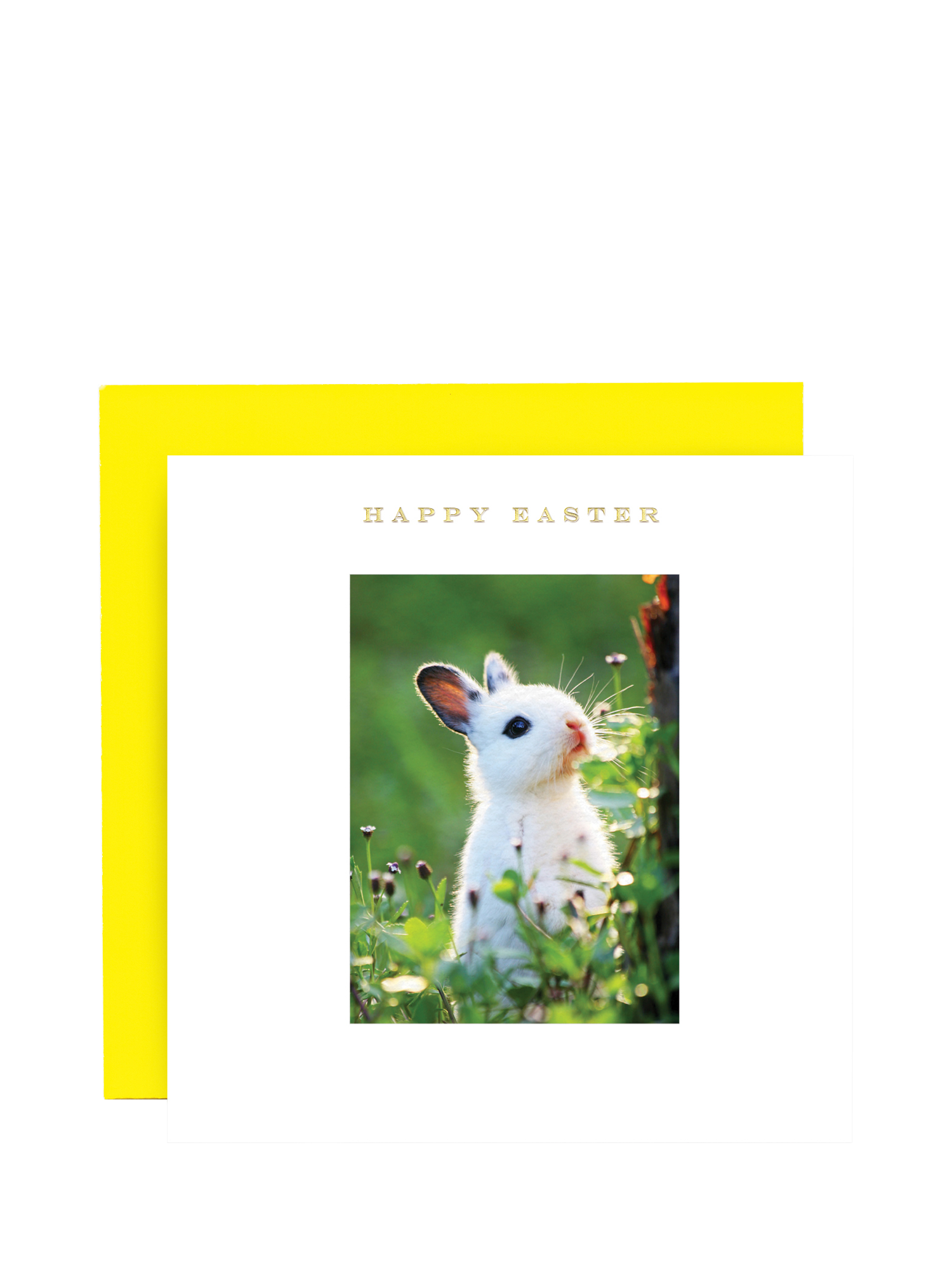 Susan O'Hanlon White Rabbit In The Grass Easter Card