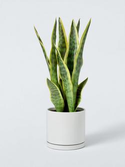 John Lewis Artificial Aloe Plant in Ceramic Pot, White, 