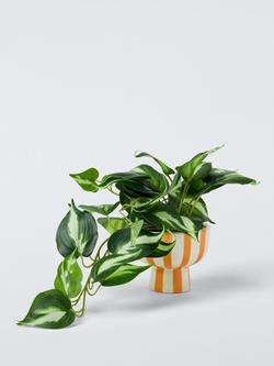 John Lewis Artificial Epipremnum Plant in Striped Ceramic Vase, Orange, Orange