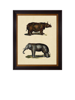 Brookpace Lascelles 'Animal Studies I' Framed Print, 50 x 40cm, Brown/Cream, Brown, Cream